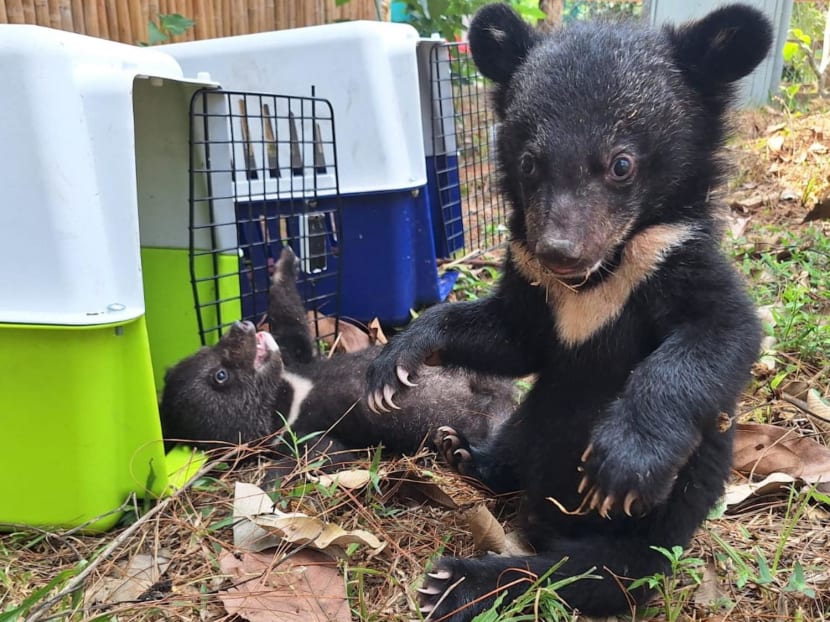 This handout photo taken on March 21, 2024 and released by wildlife charity Free the Bears shows endangered Asiatic black bear cubs experiencing their first touch of grass after being rescued.