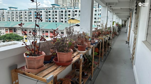 独居老人死家中无人知 植物枯萎屋飘恶臭才被发现