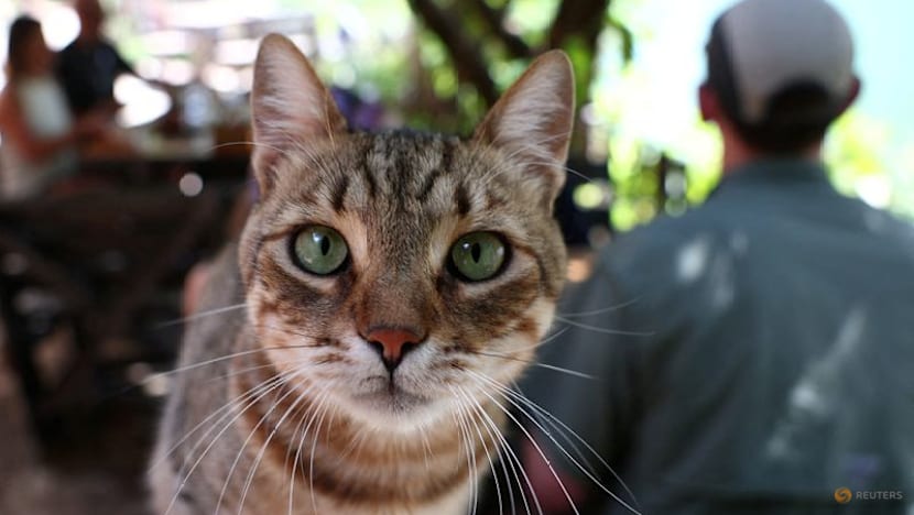 Genome study reveals milestone in history of cat domestication