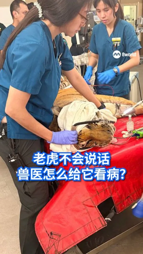 20260901_news_wangzheng_看见主播 _老虎不会说话兽医怎么给它看病_vod_ep1