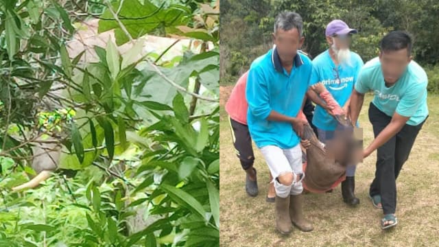 驱赶野象惨遇反击 柔佛清洁工一死一重伤