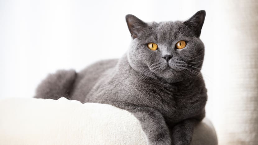Man fined for abandoning cat he brought with him from Hong Kong, after it attacked other pets Man fined for abandoning cat he brought with him from Hong Kong, after it attacked other pets