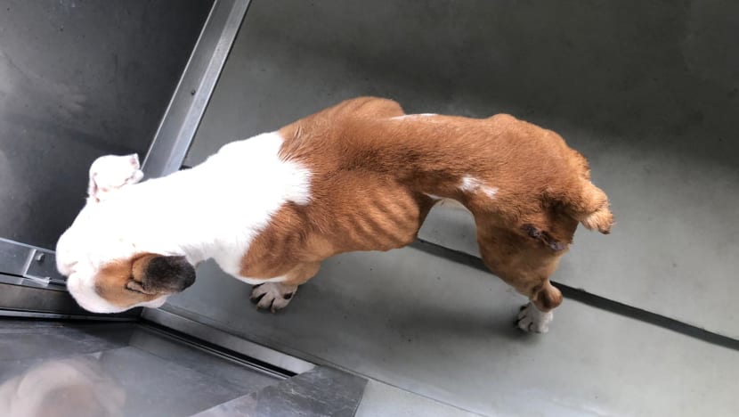 Man fined S$4,000 for neglecting pet dog at Kranji farm until it nearly died