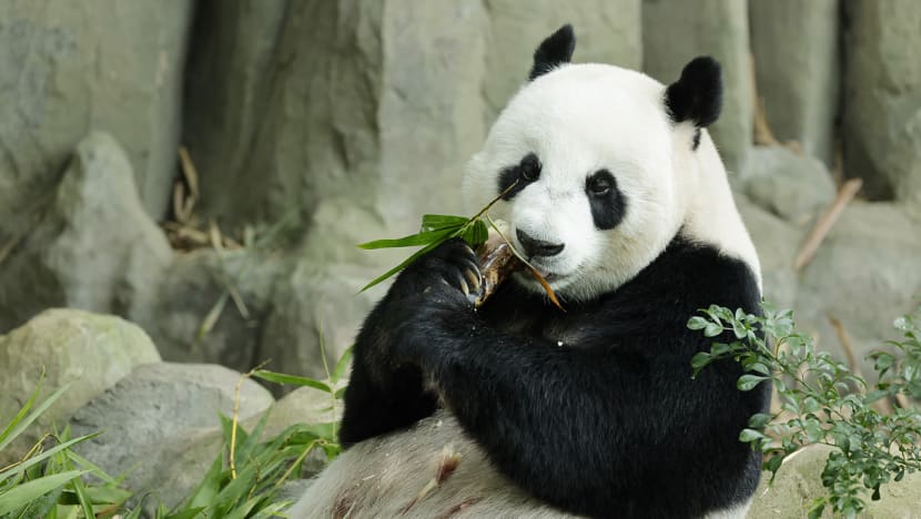 Giant pandas Jia Jia, Kai Kai to extend stay in Singapore until 2027