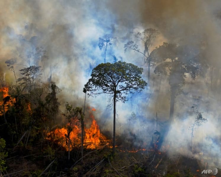 COP26: World leaders promise to end deforestation by 2030, but most Southeast Asian countries yet to sign on