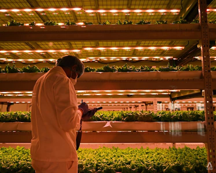 Inside the vertical farming revolution that’s taking root in the Middle East