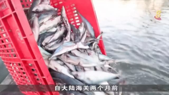 台海局势升温 水产养殖业者设法开拓其他销售途径