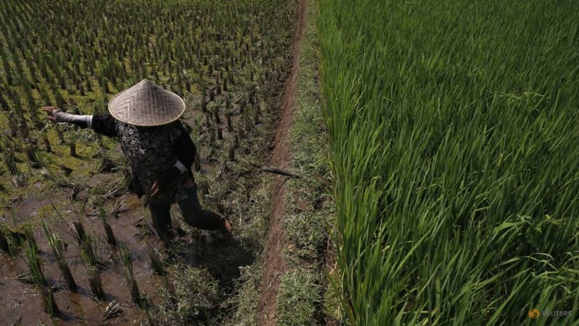 Indonesia persiapkan 500.000 hektare lahan untuk amankan pasokan beras di tengah ancaman El Nino