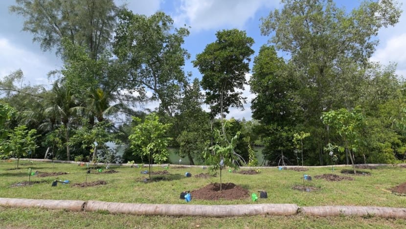 Tree nursery with endangered species launched at Pulau Ubin, two new insects discovered