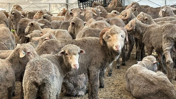  800 kambing korban habis ditempah, Aliyah Rizq perkemas operasi dengan sistem baharu