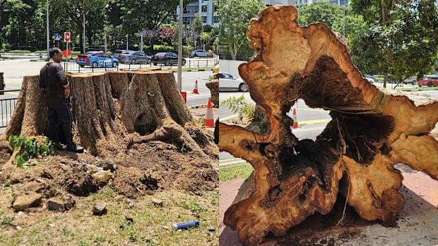 出现严重腐烂及结构缺陷 兀里逾60年古树被移除