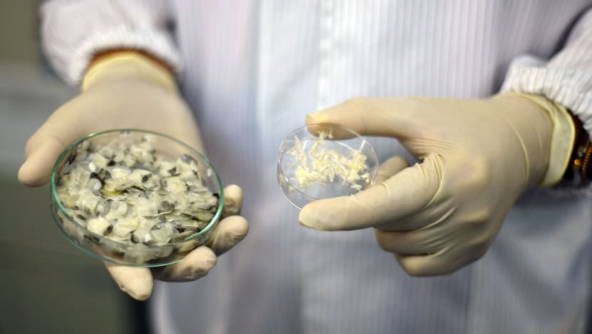 Fish scales may be used for wound healing