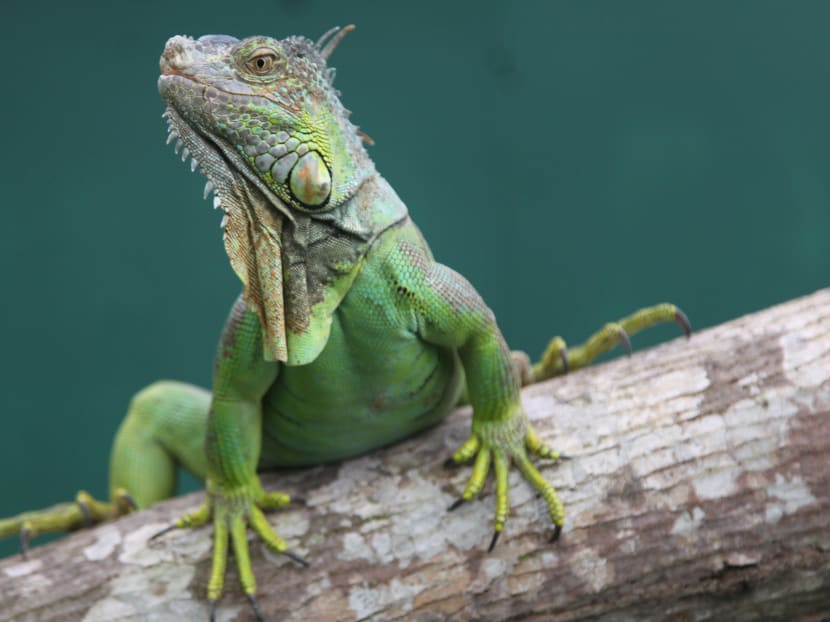 Wildlife sanctuary for rescued animals opens