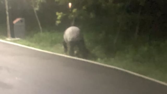 本地时隔多年 再现野生马来貘踪迹