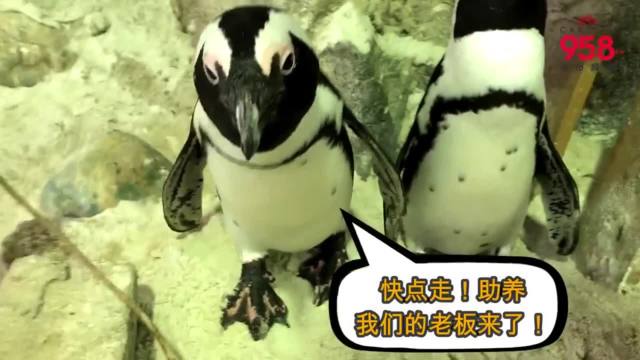 理解问答：774人在动物园助养动物