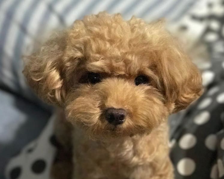 Man jailed 3 months for killing toy poodle by flinging it against wall