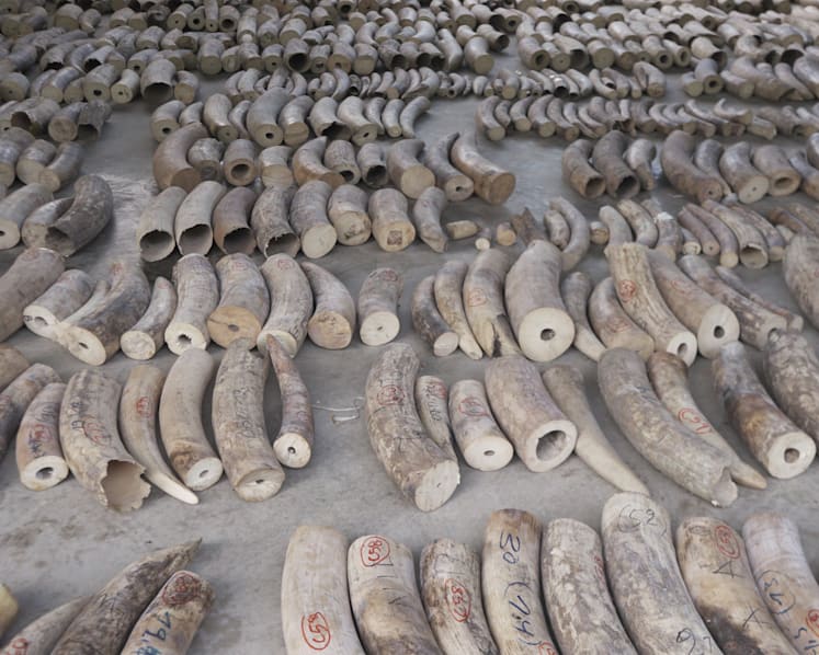 Record shipment of illegal ivory seized, along with pangolin scales, worth over S$66 million in total