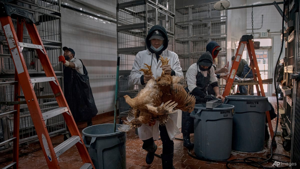 Bird flu outbreaks in mammals double, raising human risk: Report - CNA