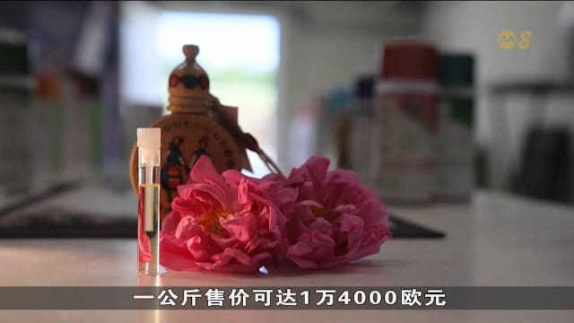 保加利亚玫瑰迎采收季 精油业面对人手短缺挑战