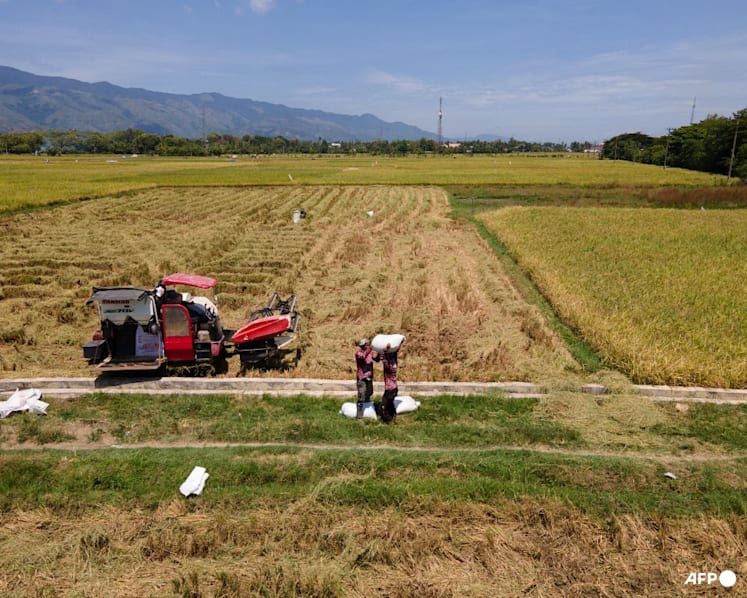 Indonesia says will halt forest destruction for rice paddies