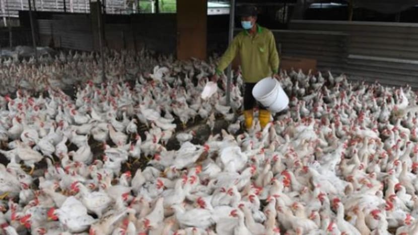 Apakah punca di sebalik bekalan ayam M'sia terputus? Apakah punca di sebalik bekalan ayam M'sia terputus?