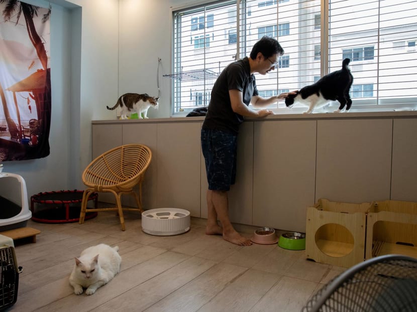 Pet cats have been banned in HDB flats for 34 years, due to concerns that the felines would cause disamenities to residents. A proposed cat management framework by the Animal and Veterinary Service will allow HDB households to own up to two cats from next year, if implemented.
Pet cats have been banned in HDB flats for 34 years, due to concerns that the felines would cause disamenities to residents. A proposed cat management framework by the Animal and Veterinary Service will allow HDB households to own up to two cats from next year, if implemented.
