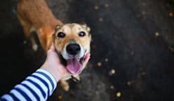 Why I pet strangers’ dogs on holiday – and what I’ve learnt about caring for pets while away