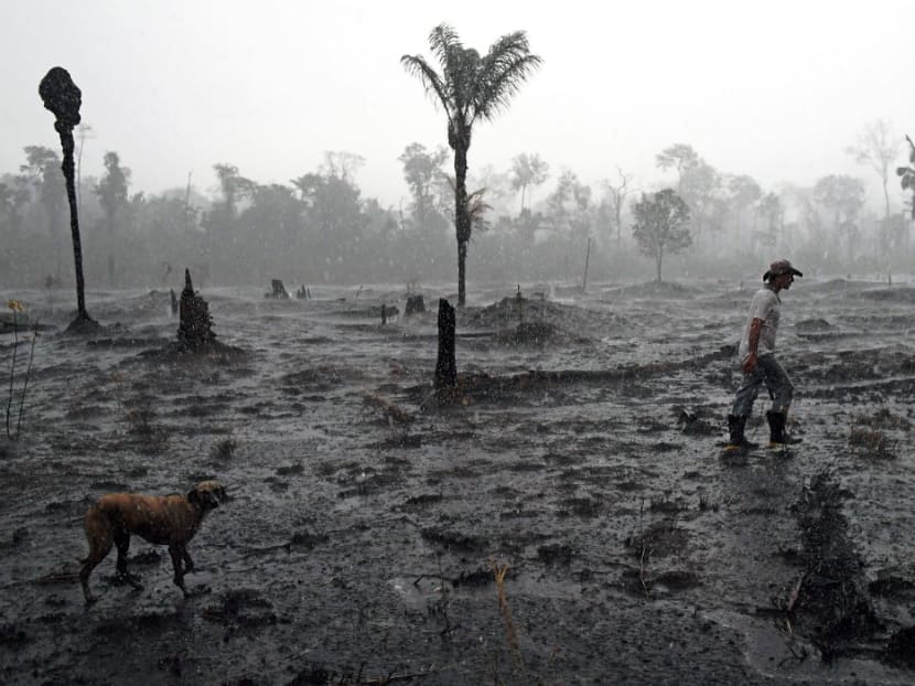 Deforestation in the Brazilian Amazon hit a new high in the first four months of the year.