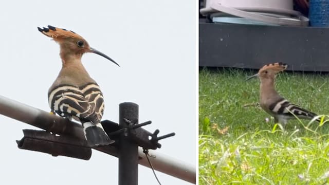 高颜值戴胜38年后本地再现踪 专家：是不太寻常