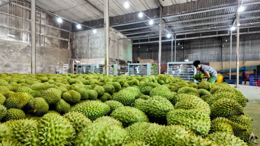 Vietnamese durian farmers face thorny issues that could threaten growing demand from China Vietnamese durian farmers face thorny issues that could threaten growing demand from China