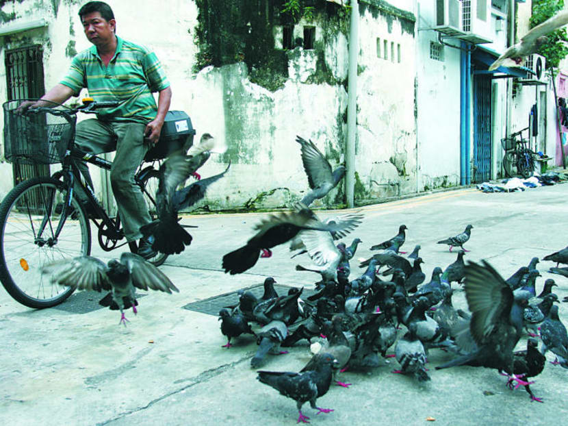 Pigeons’ growing presence a nuisance; food waste, feeding add to problem