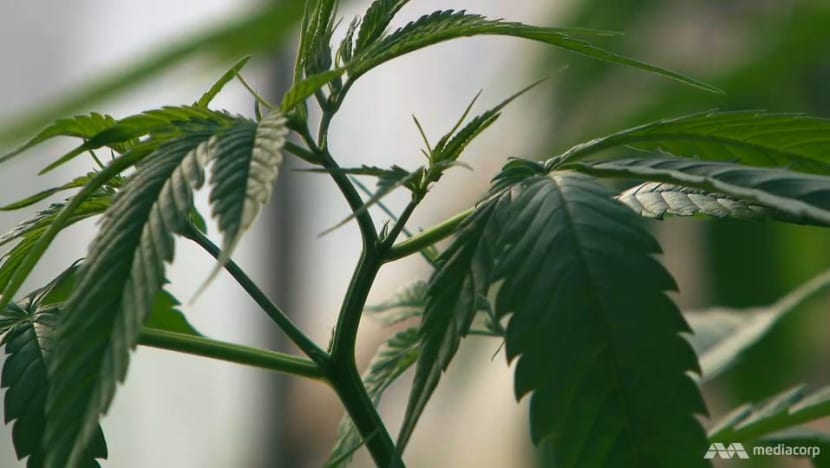 Promising or harmful? A debate ensues after Thailand legalises medical cannabis