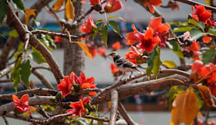 குளிரில் வெப்பம், மரங்களில் மாற்றம், பூப்பதில் புதுமை