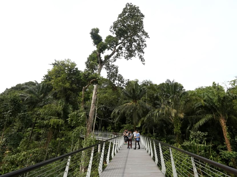 Century-old forest at Botanic Gardens opens