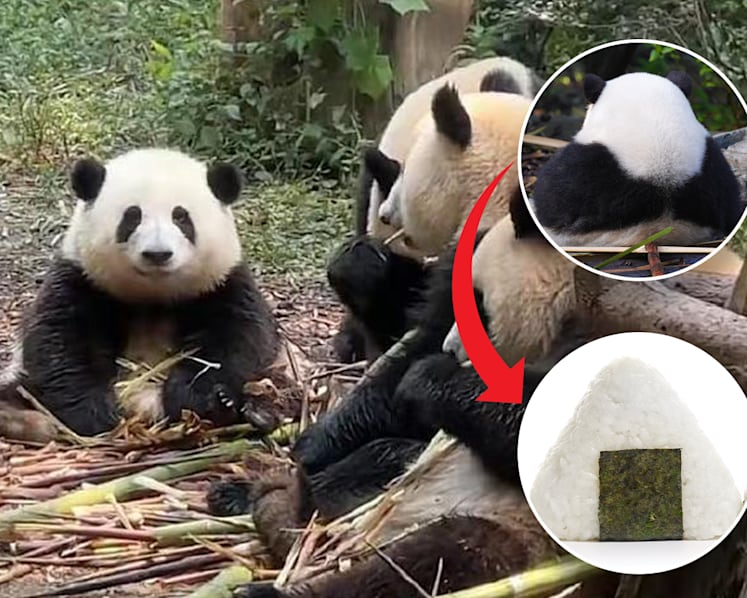 #trending: Meet Hua Hua, the onigiri-shaped giant panda star stealing hearts in China and beyond