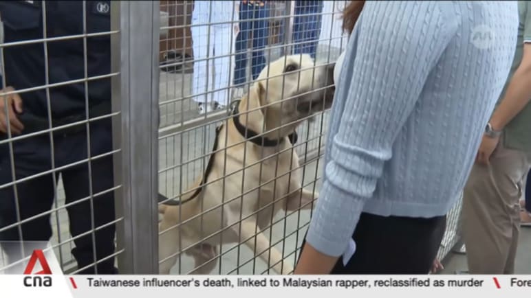 Dogs with Singapore Police Force’s K-9 Unit trained to sniff out drugs, explosives and save lives