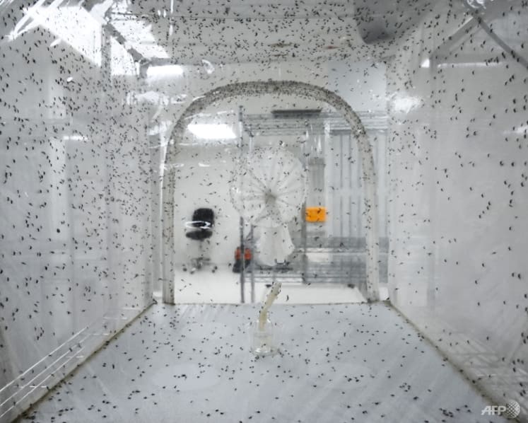 CNA Explains: Singapore ramps up Wolbachia mosquito project. How does it work in the fight against dengue?