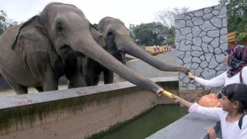 Kerja naik taraf Zoo Johor dijangka siap suku pertama 2024