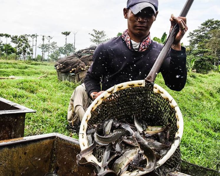 The Bandung tech startup aiming to use mushrooms to help grow houses 