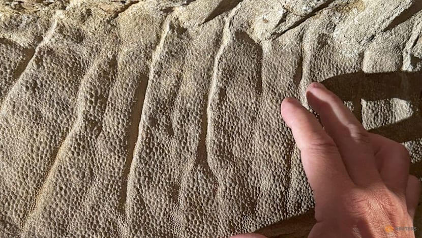 Wyoming dinosaur 'mummies' reveal a surprise: hoofed feet