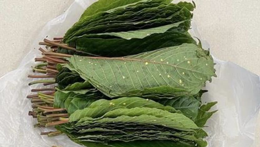 Nearly 6kg of kratom leaves seized at Woodlands Checkpoint, 5 arrested Nearly 6kg of kratom leaves seized at Woodlands Checkpoint, 5 arrested