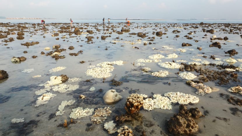 Warmer seas causing mass coral bleaching in Singapore waters