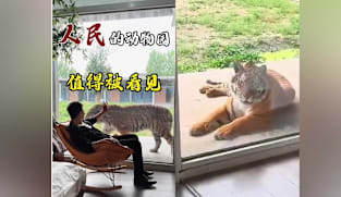 Sleep next to tigers? Hotel inside Chinese zoo offers controversial ‘tiger-view rooms’