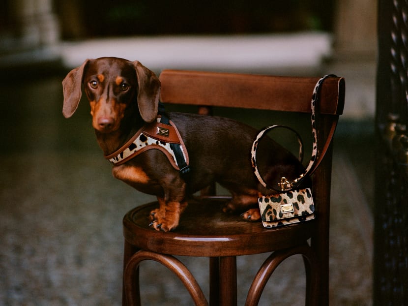 10 extra ways to pamper your precious pets 10 extra ways to pamper your precious pets