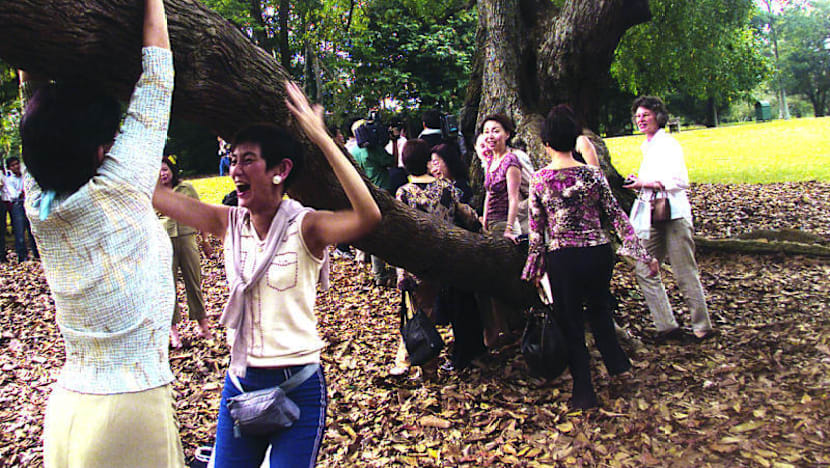 2,100 mature trees transplanted last year: MND