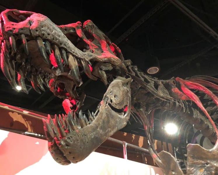 Tooth study shows T. rex was warmblooded, with human-like temperature