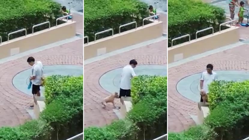 Animal abuse: Yishun resident fined S$10,000 for swinging pet poodle on leash, kicking it