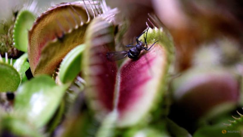 Scientists unlock the secret behind the Venus flytrap's snap