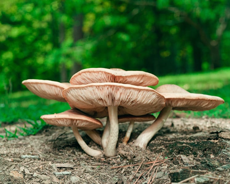 Vegan leather made from mushrooms is more green. Will you wear it?
