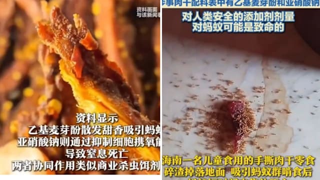 蚂蚁吃添加剂零食后集体死亡 引发食品安全争议